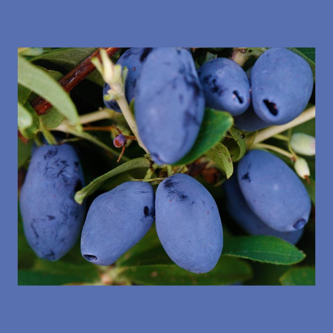 Раннеспелые сорта жимолости: Ассоль, Золушка, Лазурная и Герда